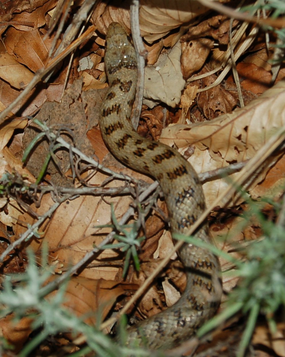 Coronella austriaca